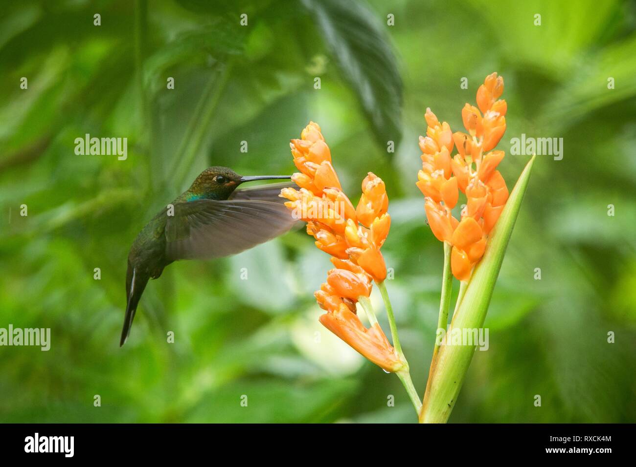 Hummingbird planant à côté de fleur orange,tropical forest,Equateur,bird sucer le nectar des fleurs dans le jardin d'oiseaux aux ailes déployées,nature,wild Banque D'Images