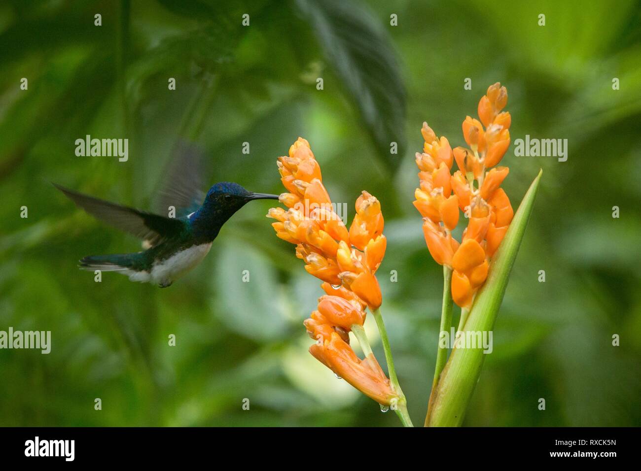 Hummingbird planant à côté de fleur orange,tropical forest,Equateur,bird sucer le nectar des fleurs dans le jardin d'oiseaux aux ailes déployées,nature,wild Banque D'Images