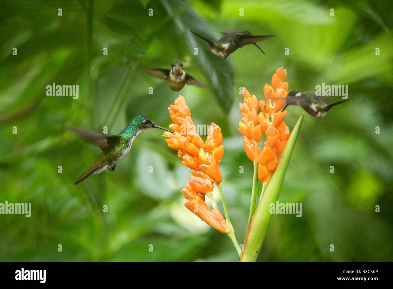 Les colibris à côté planant trois fleur orange,forêt tropicale, l'Équateur, trois oiseaux de sucer le nectar des fleurs de jardin,belle hummingbird wi Banque D'Images