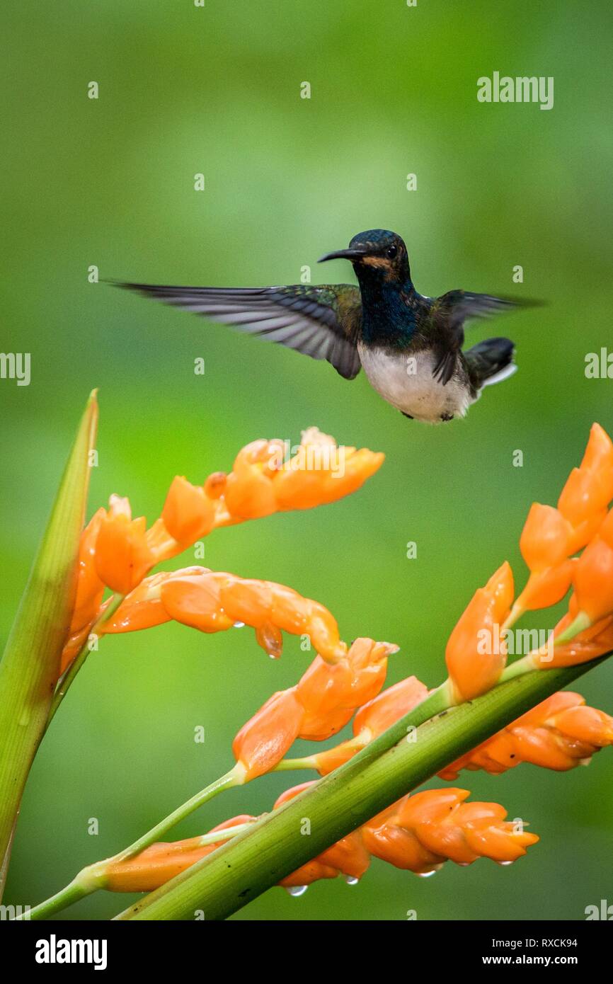 Le cerf à côté planant jacobine fleur orange,forêt tropicale, le Pérou, l'oiseau de sucer le nectar des fleurs de jardin,belle avec outst hummingbird Banque D'Images