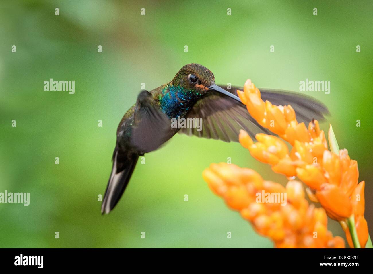 Hummingbird planant à côté de fleur orange,jardin,forêt tropicale,Brésil, oiseau en vol avec les ailes étendues,battant sucking hummingbird nectar bof Banque D'Images