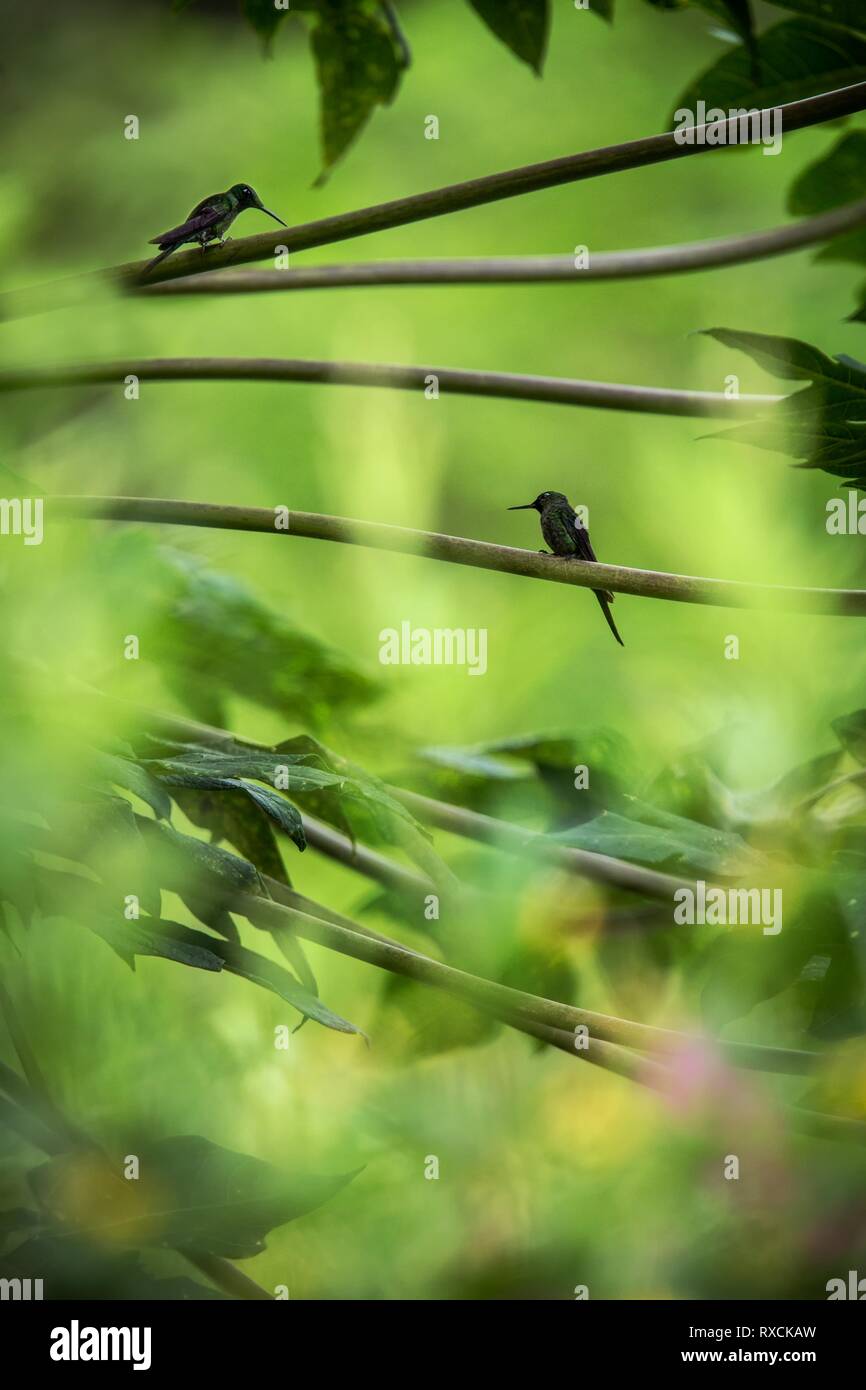 Les colibris assis sur branches de l'arbre, forêt tropicale de hummingbird,Pérou,bird perching,petit oiseau se reposant dans jardin,effacer backgrou Banque D'Images