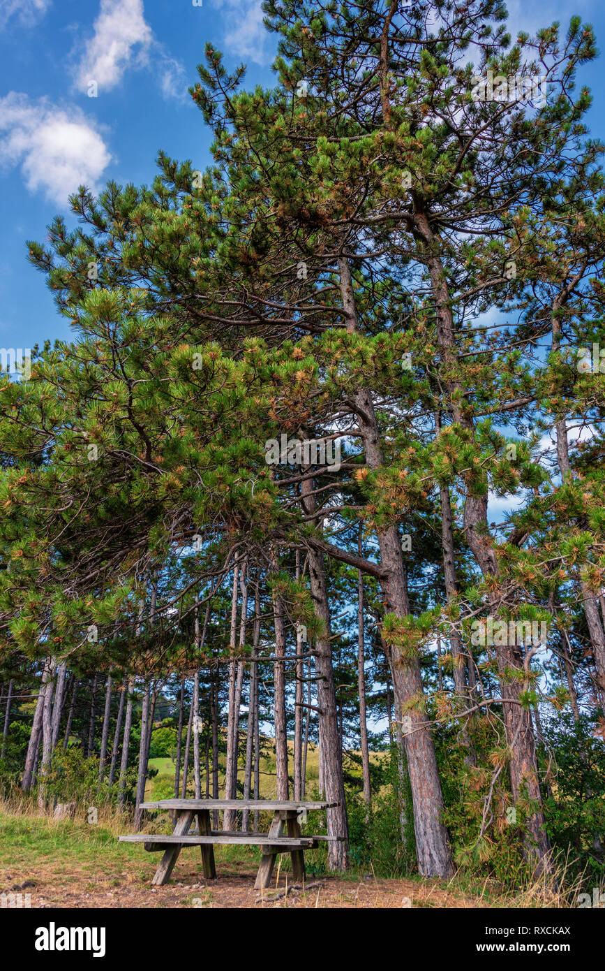 Luxurious Pinus nigra, pin ou pin noir en bois de Vienne Banque D'Images