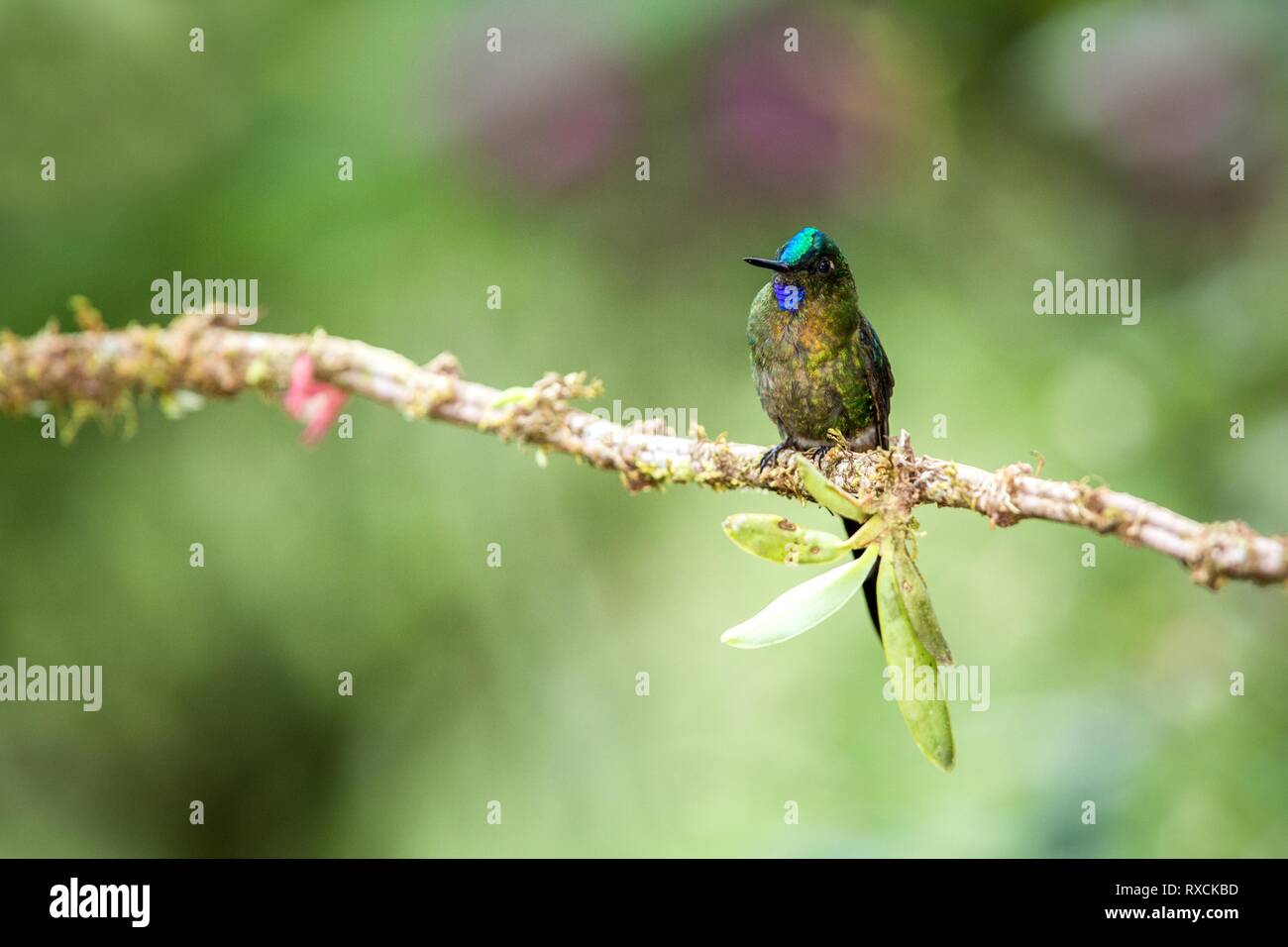 Violet-tailed sylph assis sur une branche, hummingbird de la forêt tropicale,Brésil,bird perching,petit oiseau posé sur fleur en bois clair ba Banque D'Images