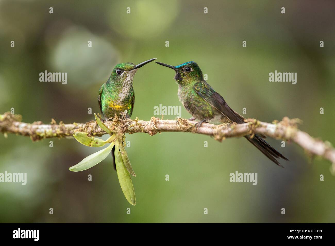 Deux Oiseaux Mouches Assis Sur La Branche Et Interagir Les