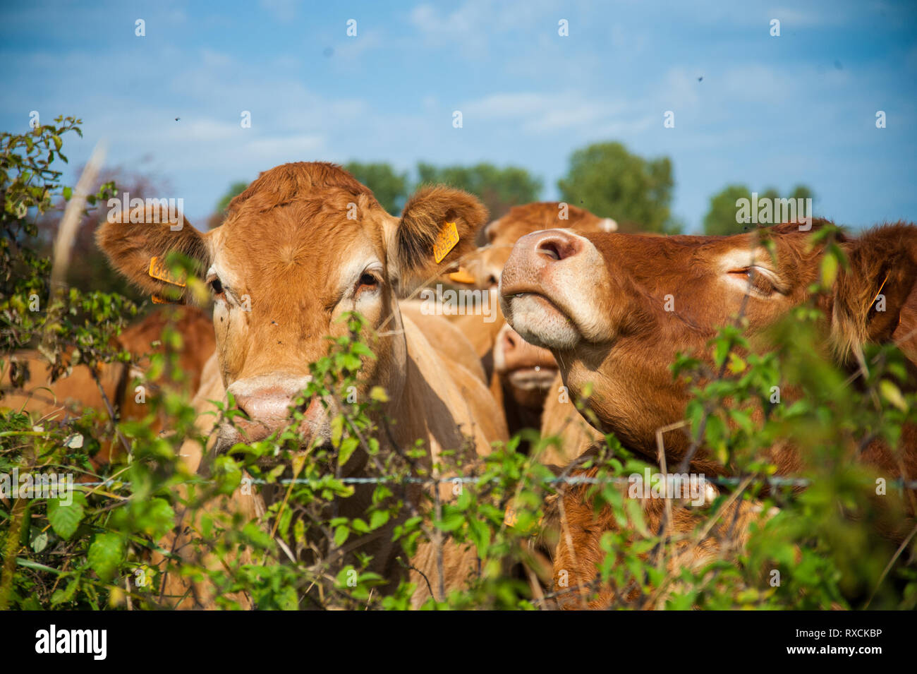 Les vaches qui paissent dans les pays de l'Est du côté flamand. Banque D'Images