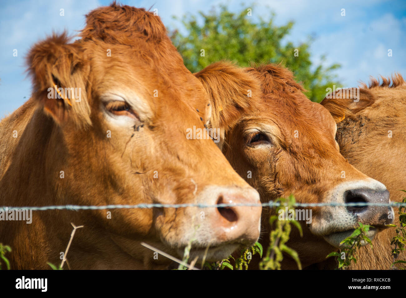 Les vaches qui paissent dans les pays de l'Est du côté flamand. Banque D'Images
