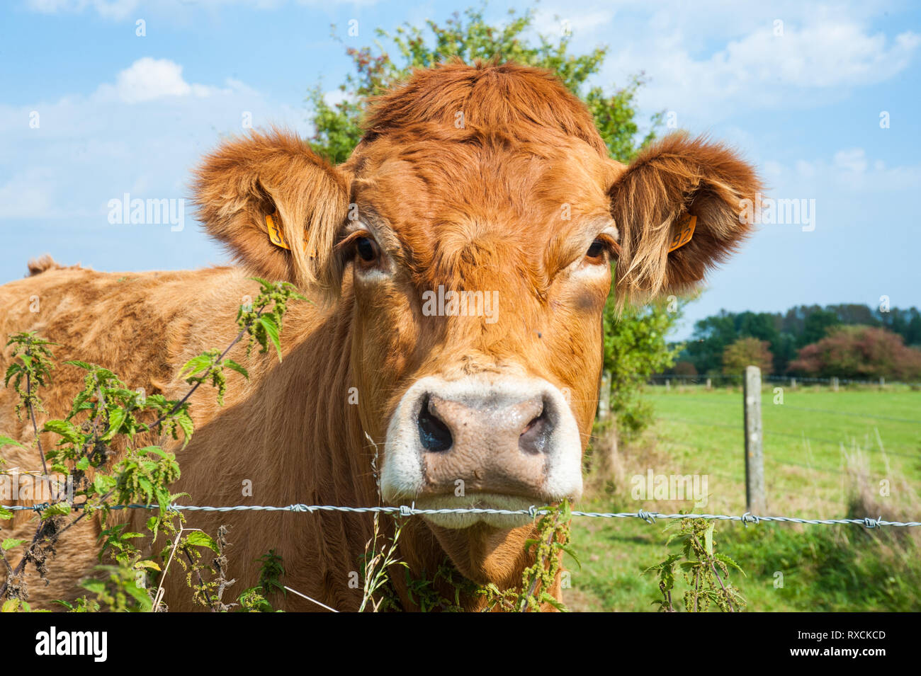 Les vaches qui paissent dans les pays de l'Est du côté flamand. Banque D'Images