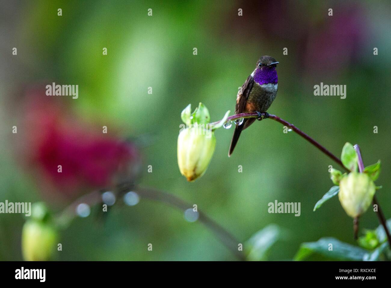 Hummingbird assis sur fleur, oiseau de forêt tropicale,Pérou,bird perching,petit oiseau posé sur fleur en arrière-plan coloré jardin,wifi Banque D'Images