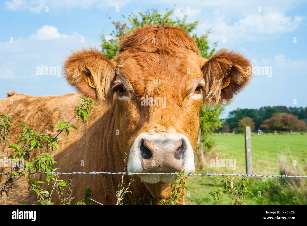 Les vaches qui paissent dans les pays de l'Est du côté flamand. Banque D'Images