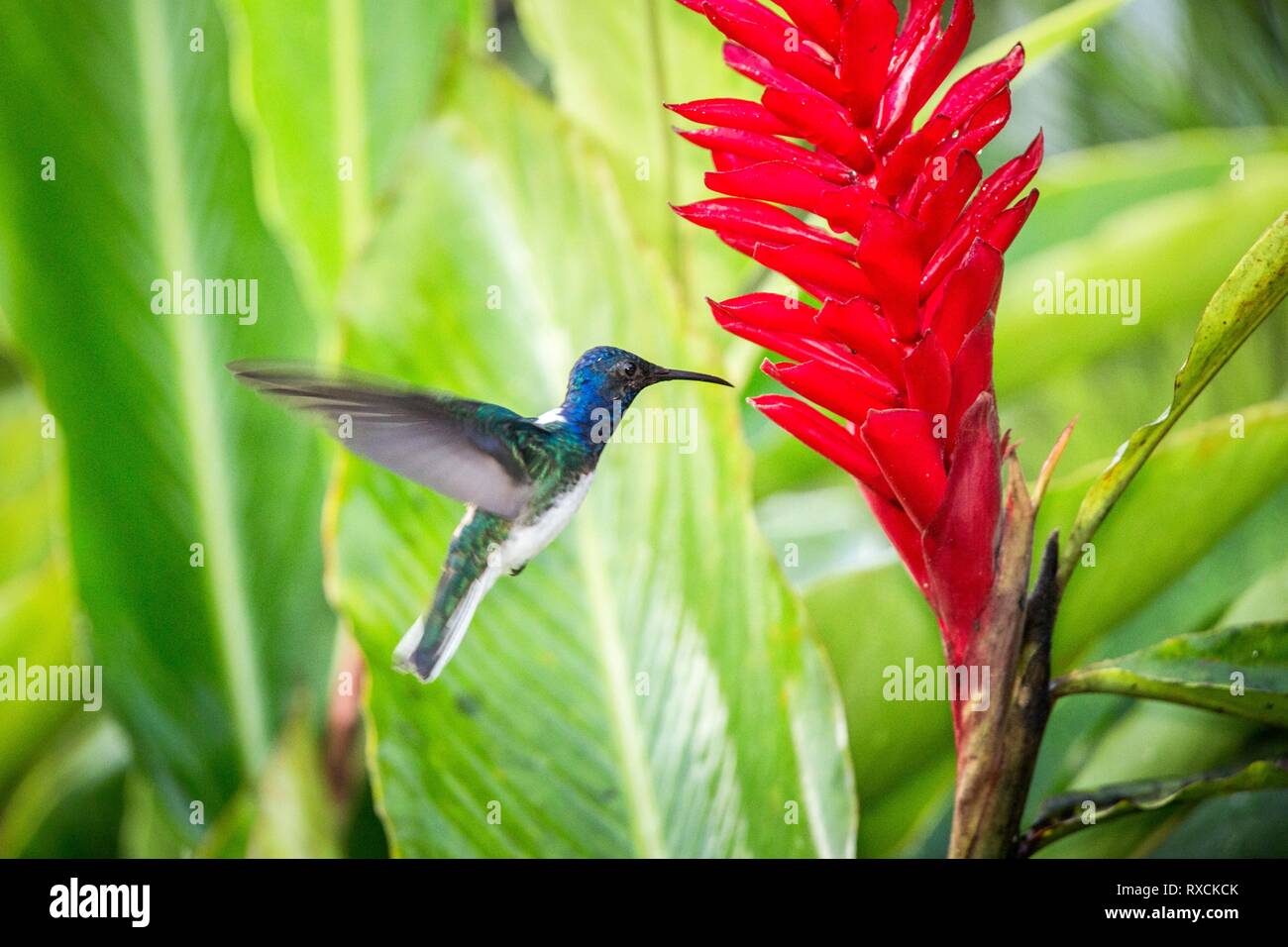 White-necked jacobin planer à côté de fleur rouge dans la pluie, la forêt tropicale, le Pérou, l'oiseau de sucer le nectar des fleurs de jardin,belle avec hummingbird Banque D'Images