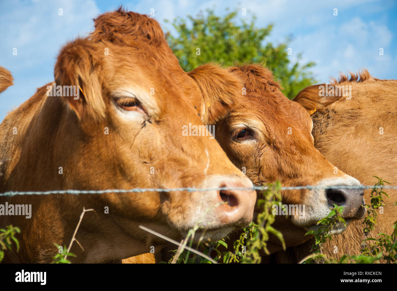 Les vaches qui paissent dans les pays de l'Est du côté flamand. Banque D'Images