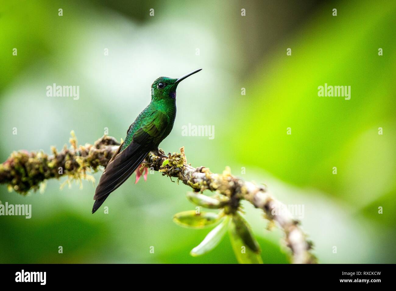 Brillant impératrice assis sur hummingbird, direction générale de la forêt tropicale,Brésil,bird perching,petit oiseau posé sur fleur en bois clair backg Banque D'Images