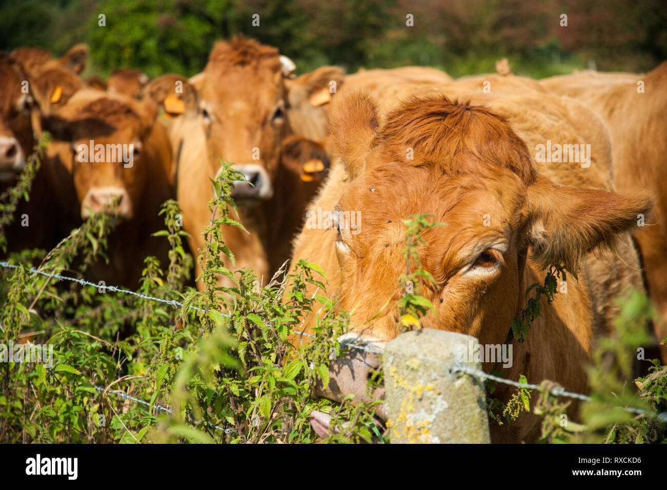 Les vaches qui paissent dans les pays de l'Est du côté flamand. Banque D'Images