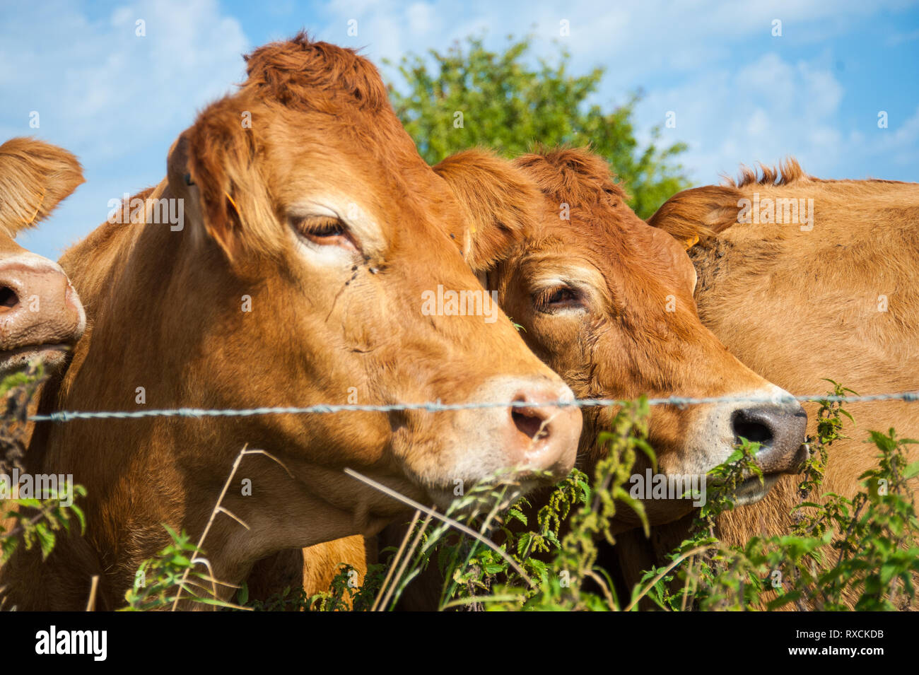 Les vaches qui paissent dans les pays de l'Est du côté flamand. Banque D'Images