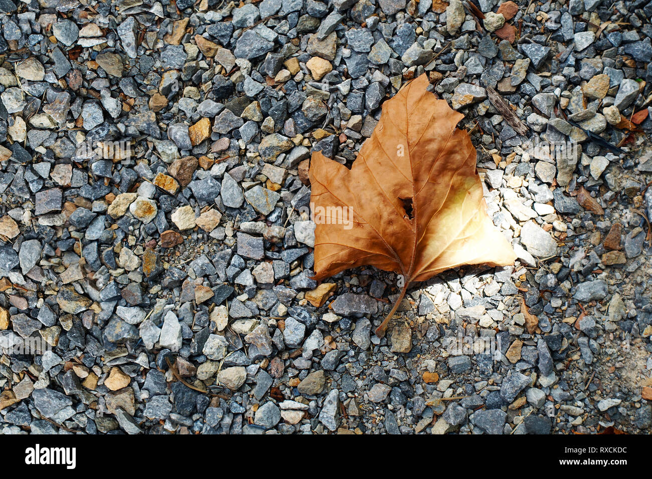 Feuille d'automne sur le chemin de pierre Banque D'Images