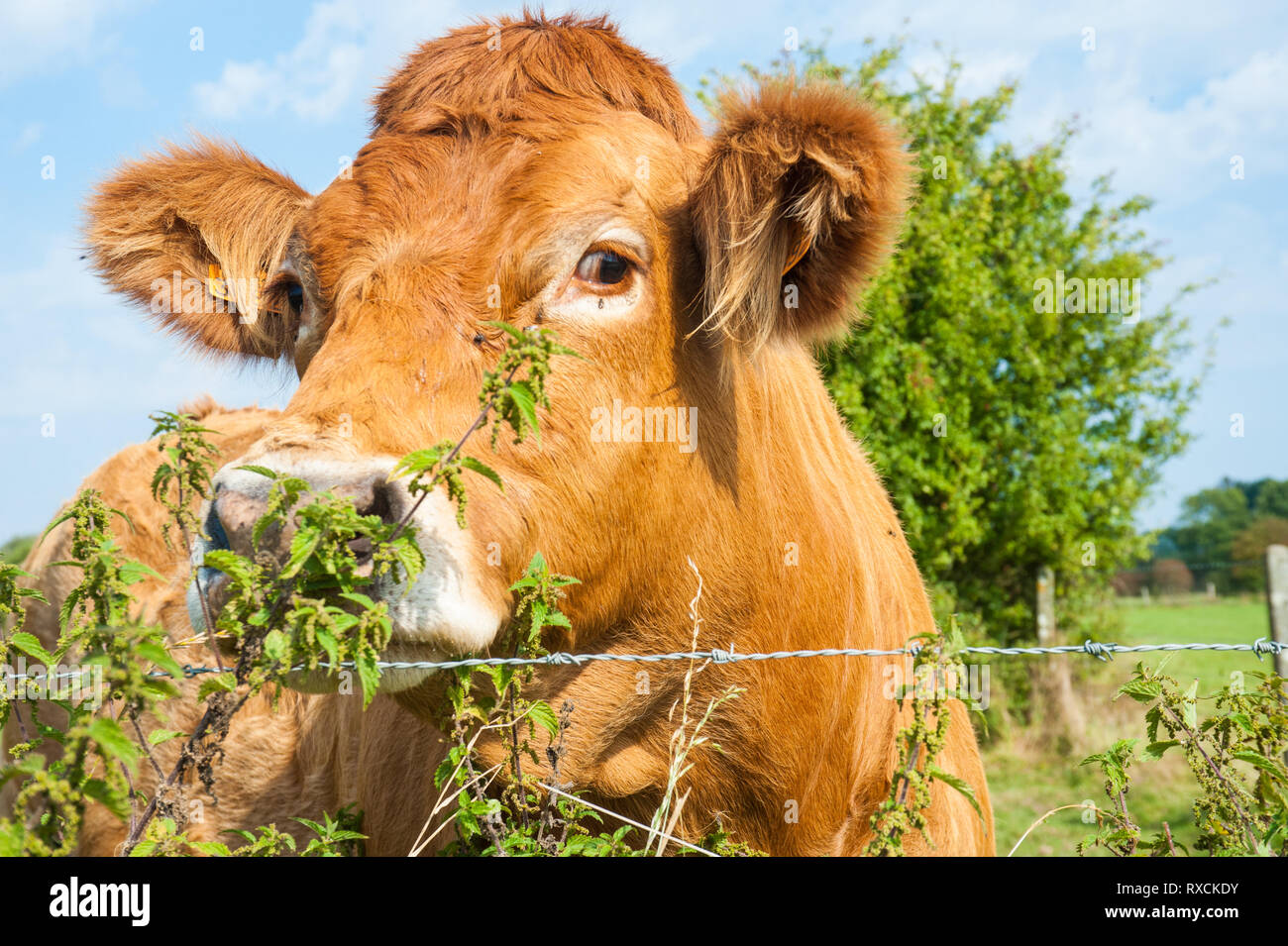 Les vaches qui paissent dans les pays de l'Est du côté flamand. Banque D'Images