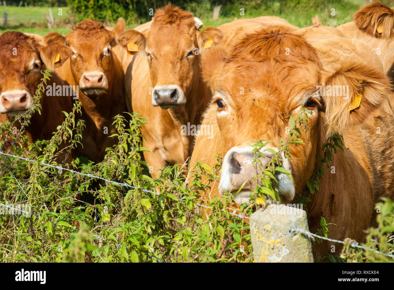 Les vaches qui paissent dans les pays de l'Est du côté flamand. Banque D'Images