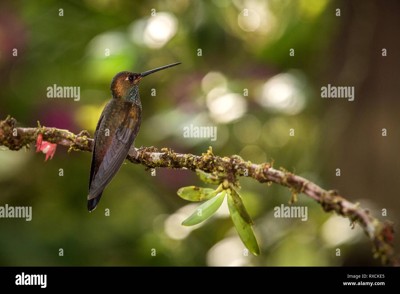 White-tailed hillstar colibri, direction générale de la forêt tropicale du Brésil,oiseaux,petit,bel oiseau percheur reposant,animal,low silhouette l Banque D'Images