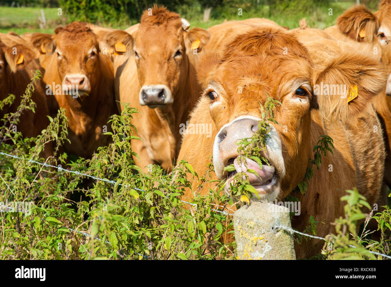 Les vaches qui paissent dans les pays de l'Est du côté flamand. Banque D'Images