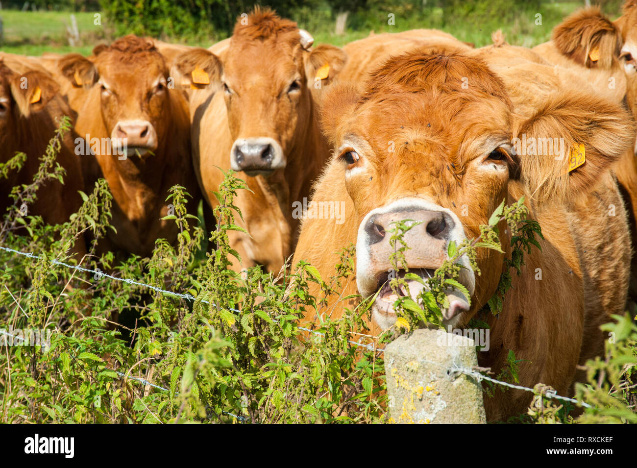 Les vaches qui paissent dans les pays de l'Est du côté flamand. Banque D'Images