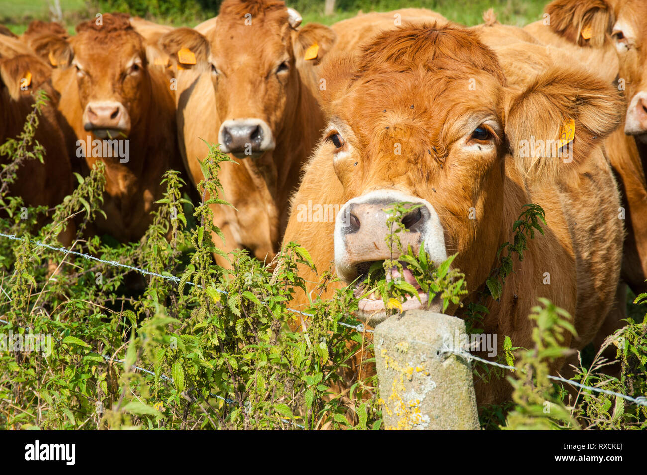 Les vaches qui paissent dans les pays de l'Est du côté flamand. Banque D'Images