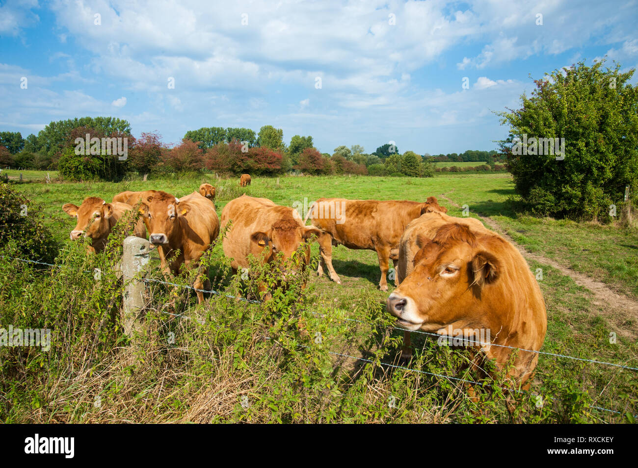 Les vaches qui paissent dans les pays de l'Est du côté flamand. Banque D'Images