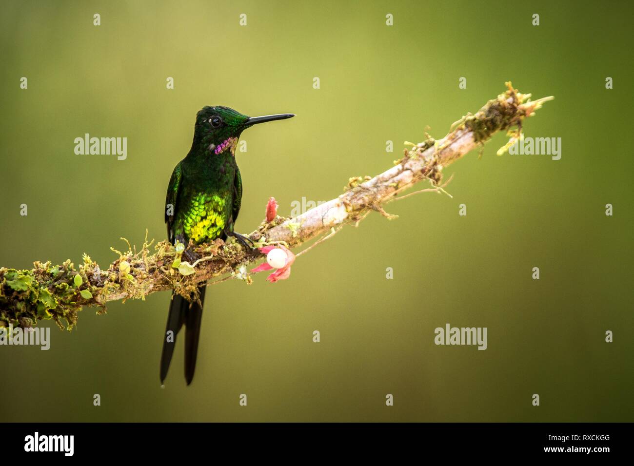 Brillant impératrice assis sur branch, hummingbird de forêt tropicale,Brésil,bird perching,petit oiseau posé sur fleur en bois clair b Banque D'Images