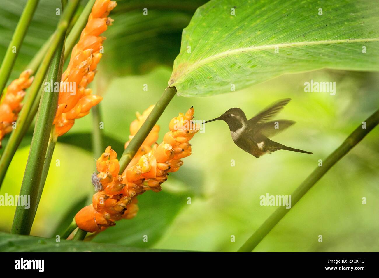 Purple-throated woodstar planer à côté de fleur orange,forêt tropicale, le Pérou, l'oiseau de sucer le nectar des fleurs de jardin,belle hummingbird avec o Banque D'Images
