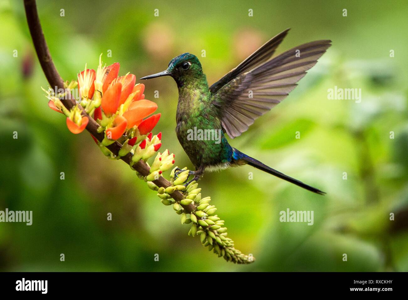 Violet-tailed sylph planer à côté de fleur orange,forêt tropicale, le Pérou, l'oiseau de sucer le nectar des fleurs de jardin,belle avec outstr hummingbird Banque D'Images