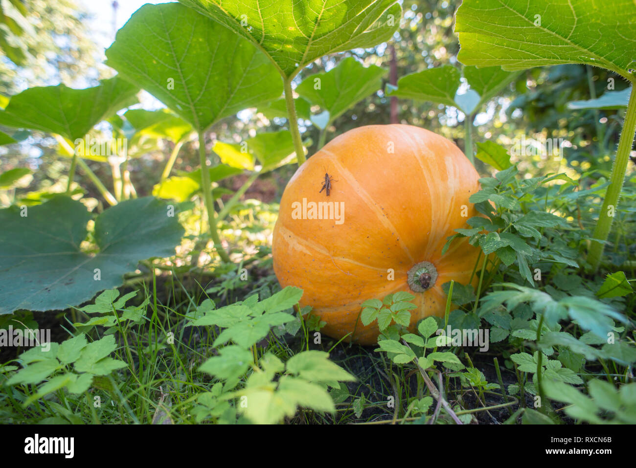 Grosse citrouille biologique avec petit jardin sur pose sauterelle par soir d'été Banque D'Images