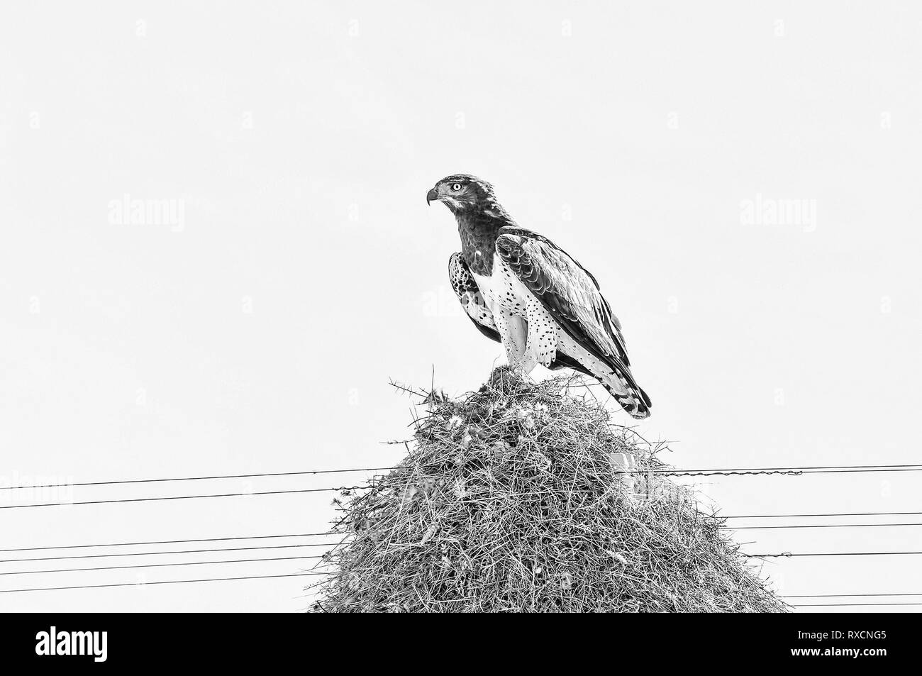 Un aigle martial Polemaetus bellicosus,, avec les proies sur le dessus d'un nid d'oiseaux communs, construit sur un un pylône de télécommunication près de Groblershoop dans le no Banque D'Images