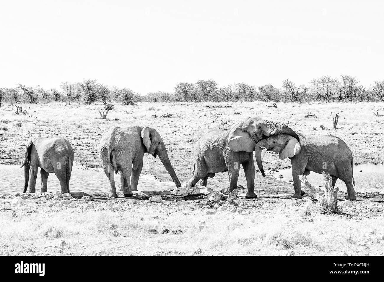 L'interaction sociale entre deux éléphants d'Afrique, Loxodonta africana, à un étang dans le Nord de la Namibie. Monochrome Banque D'Images