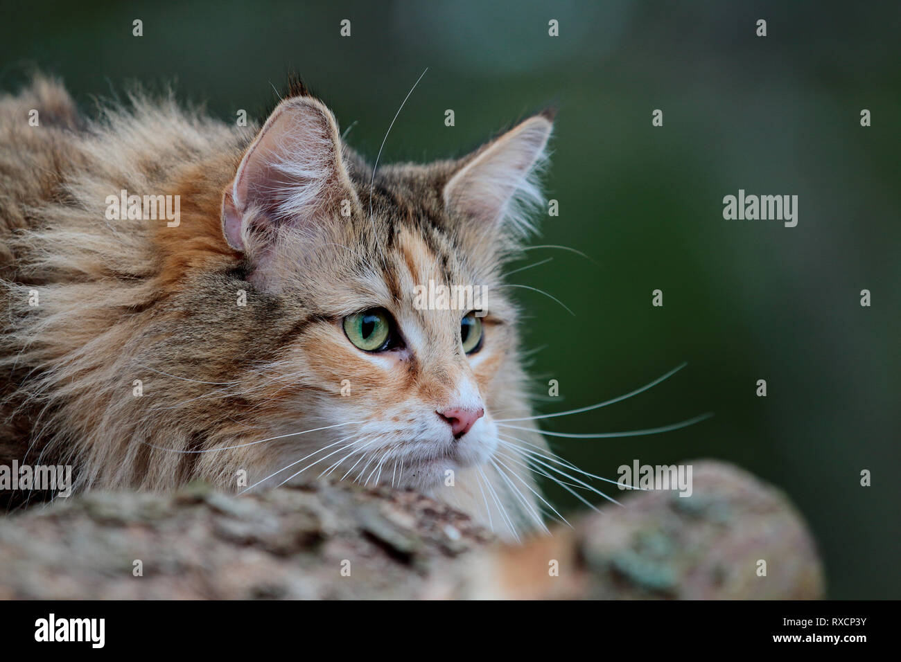 Portrait D Un Chat Des Forets Norvegiennes Femelle Avec Expression D Alerte Photo Stock Alamy Portrait D Un Chat Des Forets Norvegiennes Femelle Avec Expression D Alerte Photo Stock Alamy