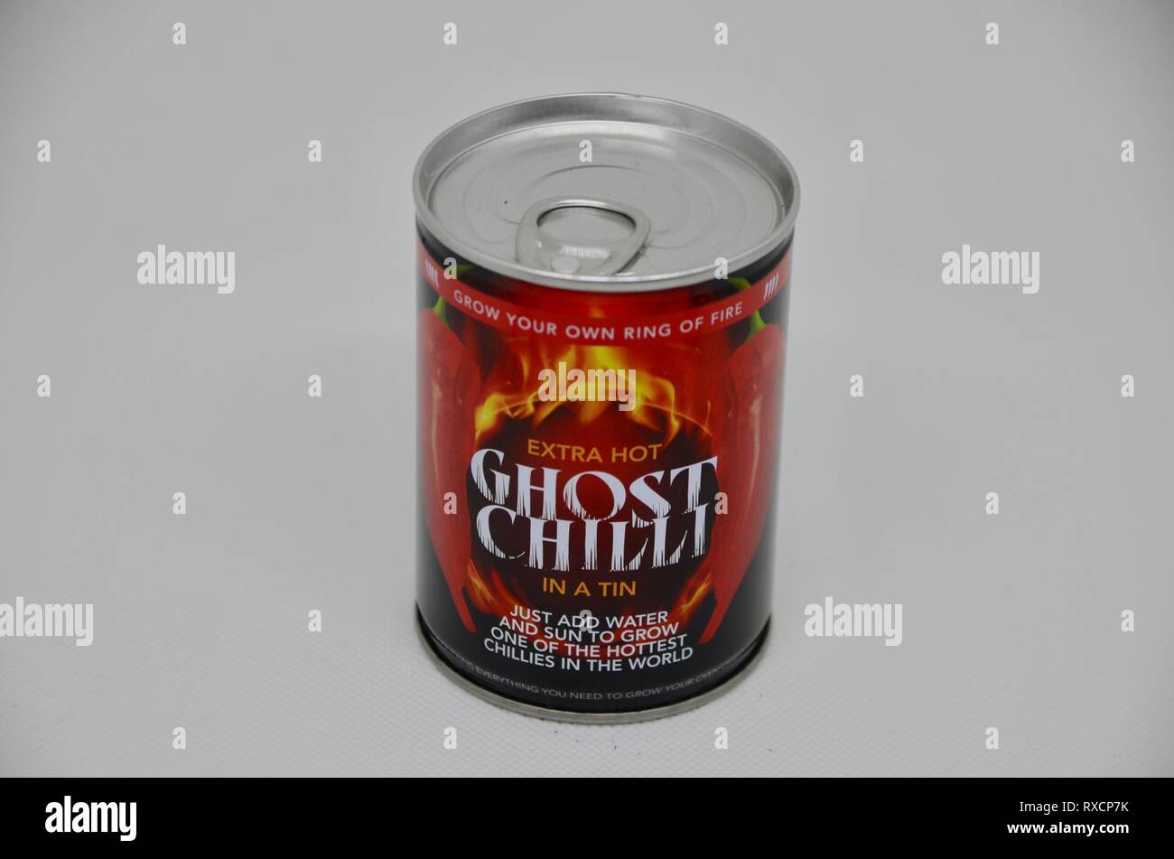 Un peut de red hot chili pepper ghost de croître à la maison Banque D'Images