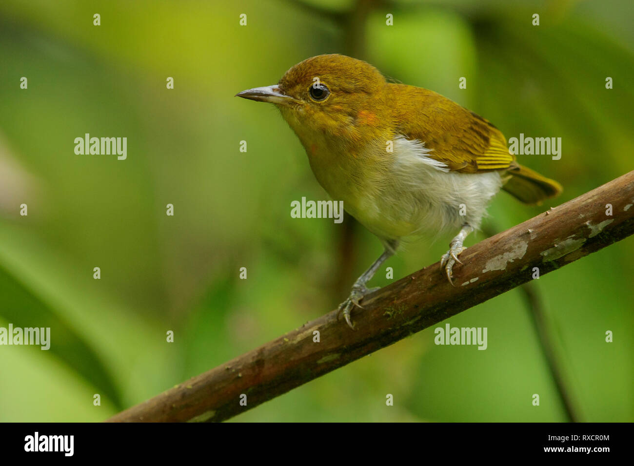 Tangara écarlate et blanche (Chrysothlypis salmoni) perché sur une branche dans les montagnes des Andes de Colombie. Banque D'Images