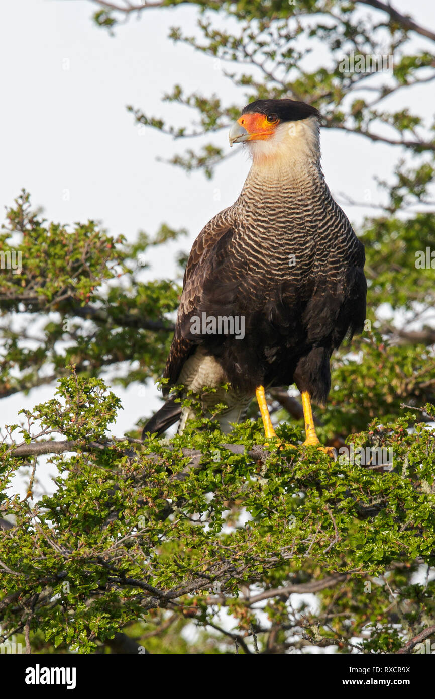 Caracara huppé, Caracara plancus) perché sur une branche au Chili. Banque D'Images