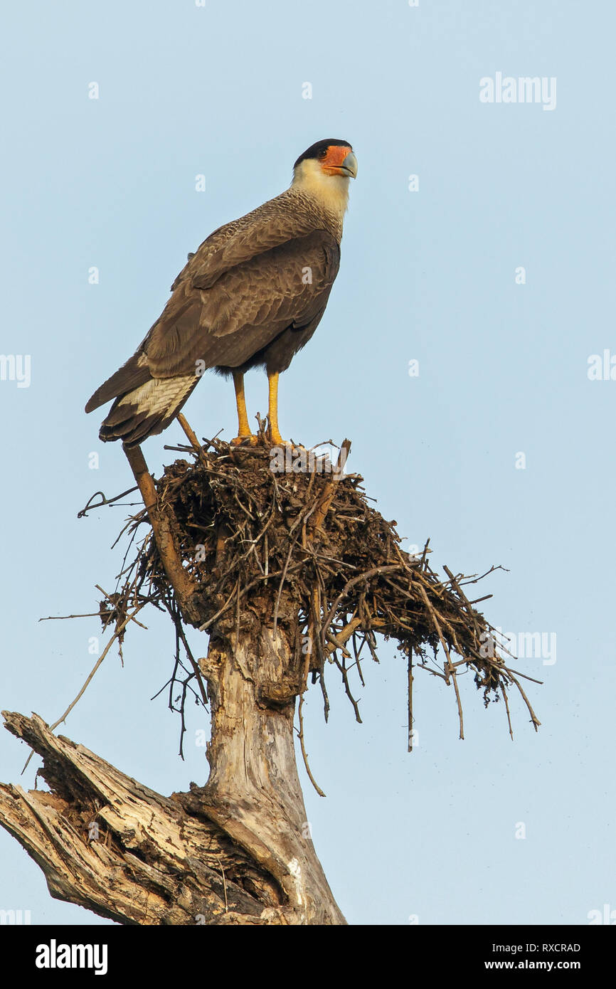 Caracara huppé (Caracara plancus) dans la région du Brésil Pantalal Banque D'Images