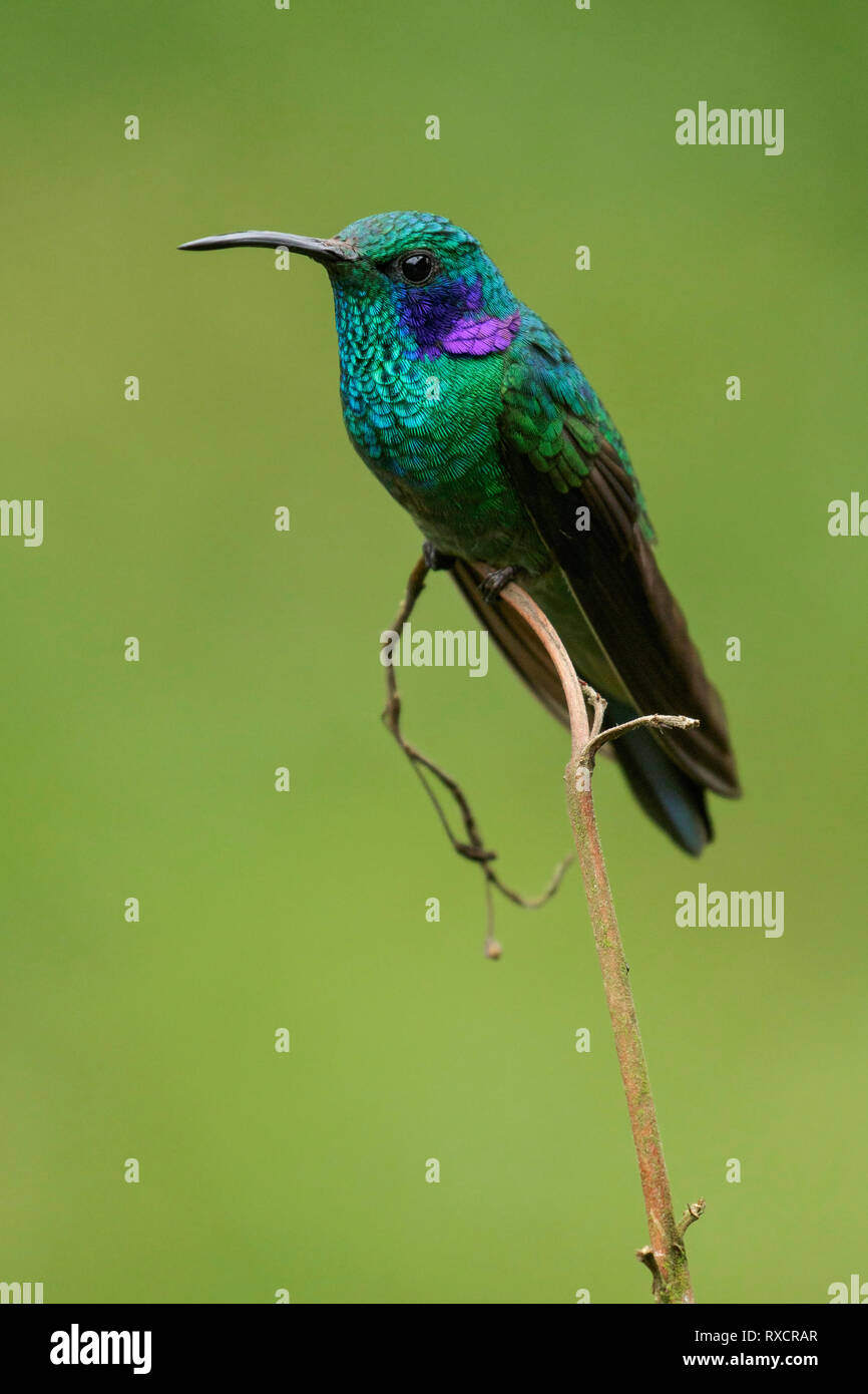 Colibri coruscans Violetear (mousseux) perché sur une branche dans les montagnes des Andes de Colombie. Banque D'Images