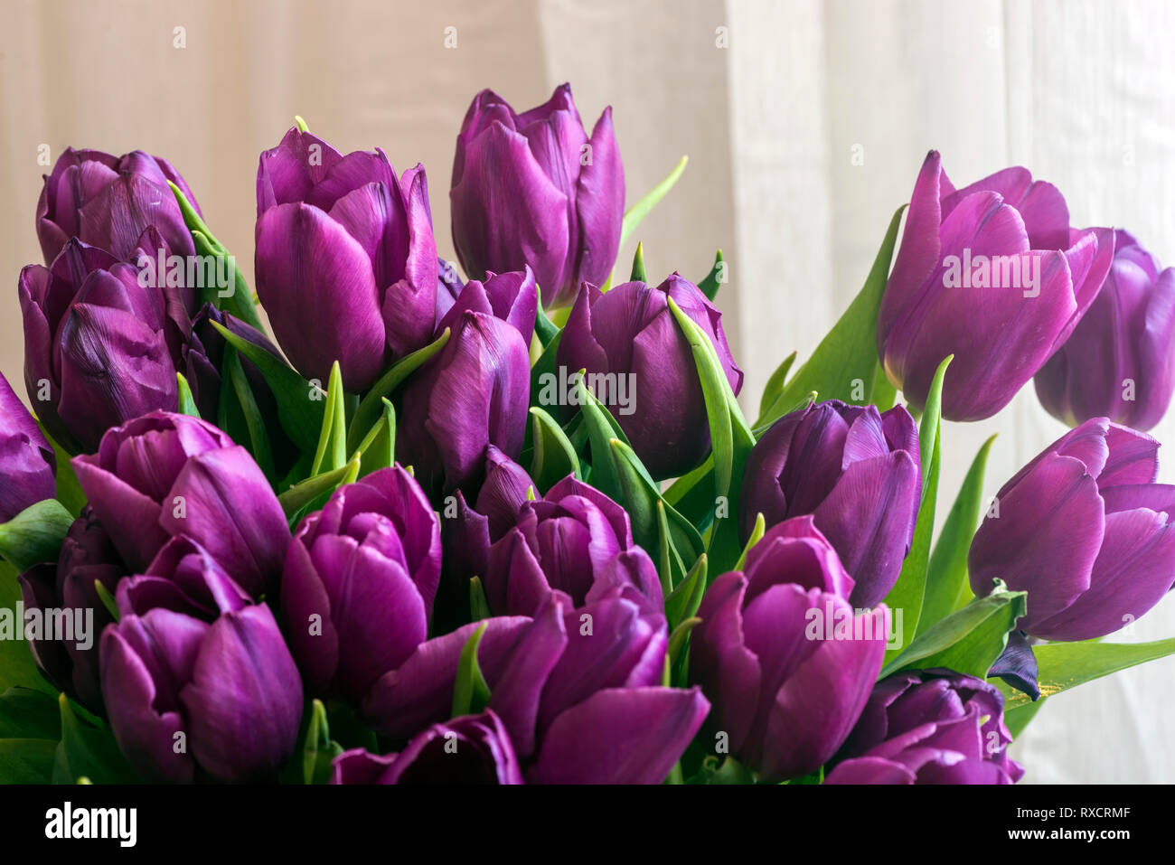 Fond Tulipes au printemps. Close-up. Banque D'Images