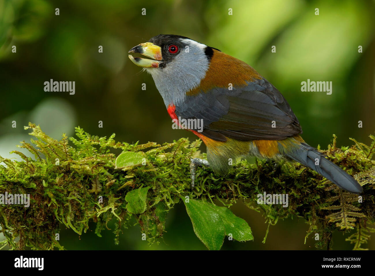 Semnornis ramphastinus Toucan Barbet () perché sur une branche dans les montagnes des Andes de Colombie. Banque D'Images