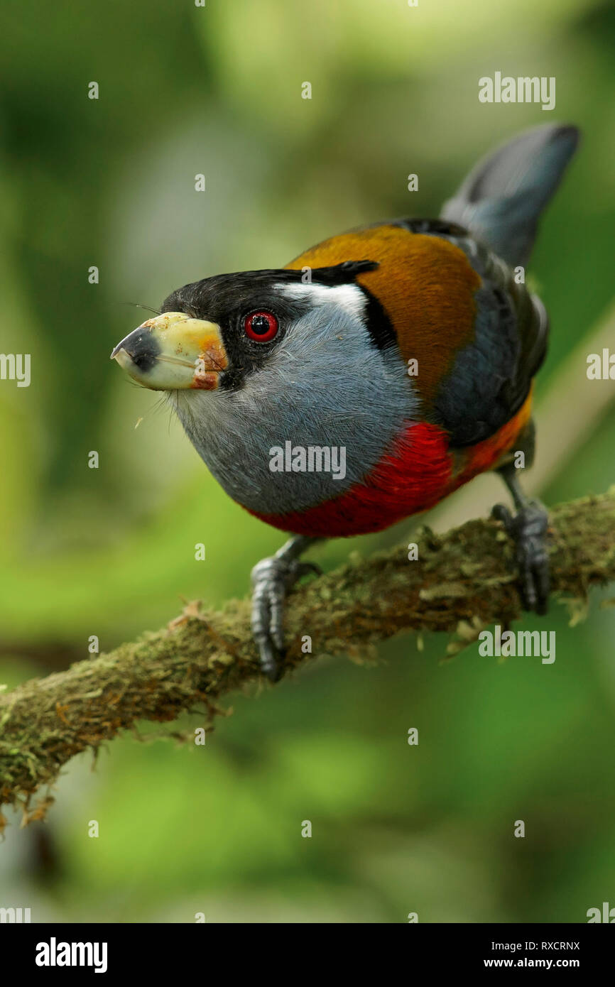 Semnornis ramphastinus Toucan Barbet () perché sur une branche dans les montagnes des Andes de Colombie. Banque D'Images