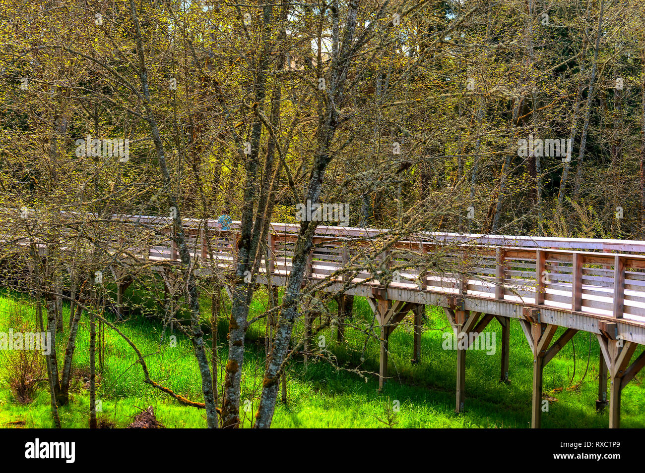 Partie d'un sentier de randonnée nature dans les zones humides de la ville de Hillsboro, Oregon Banque D'Images