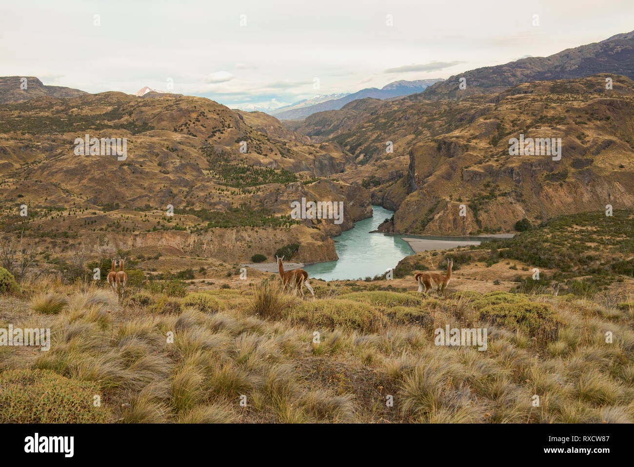 Guanacos sauvages au-dessus du Rio Baker et Rio Chacabuco confluence, Patagonie Parc National, d'Aysen Patagonie, au Chili Banque D'Images