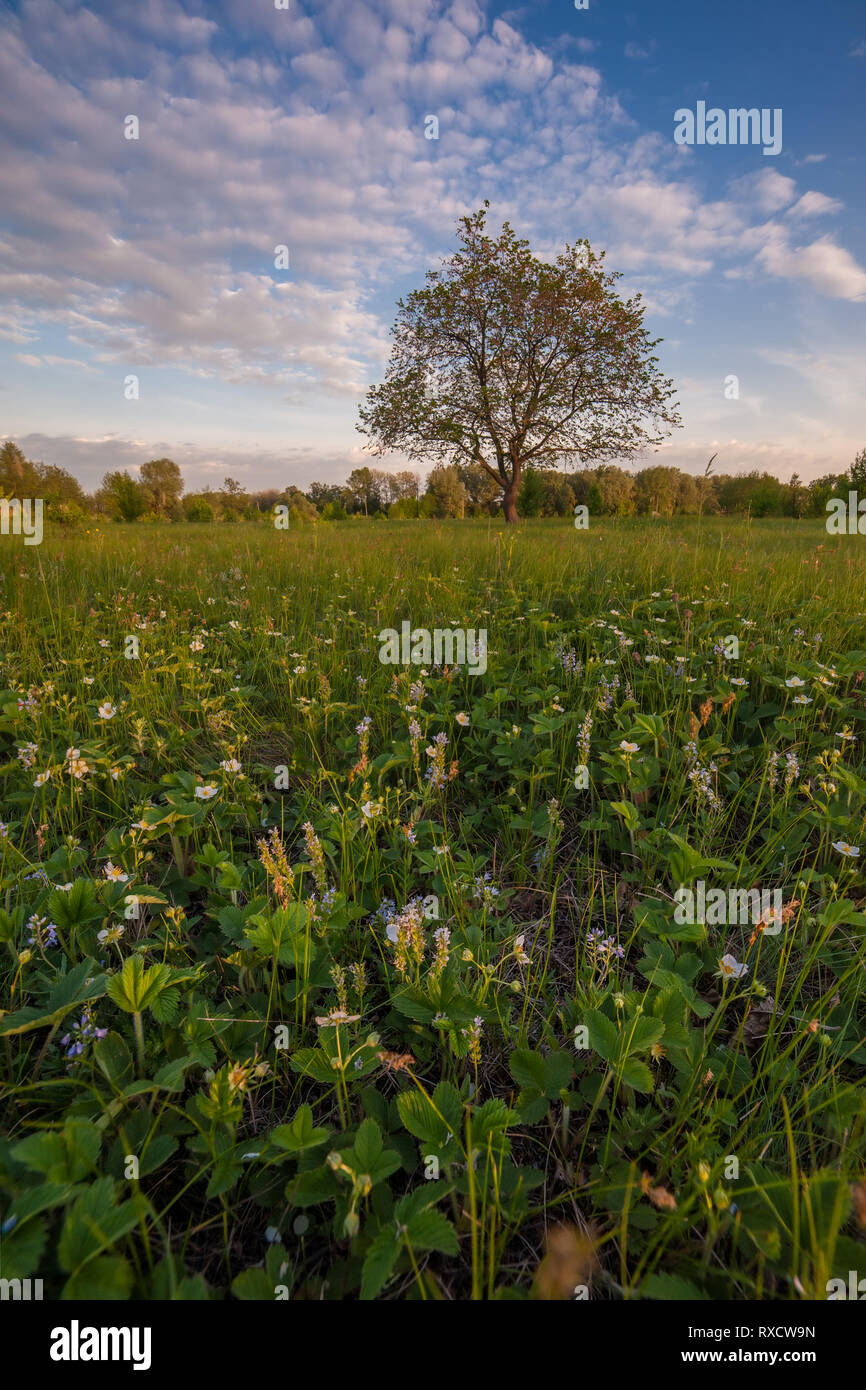 Paysage de printemps avec arbre sur un pré, l'herbe verte et de fleurs, beau ciel Banque D'Images