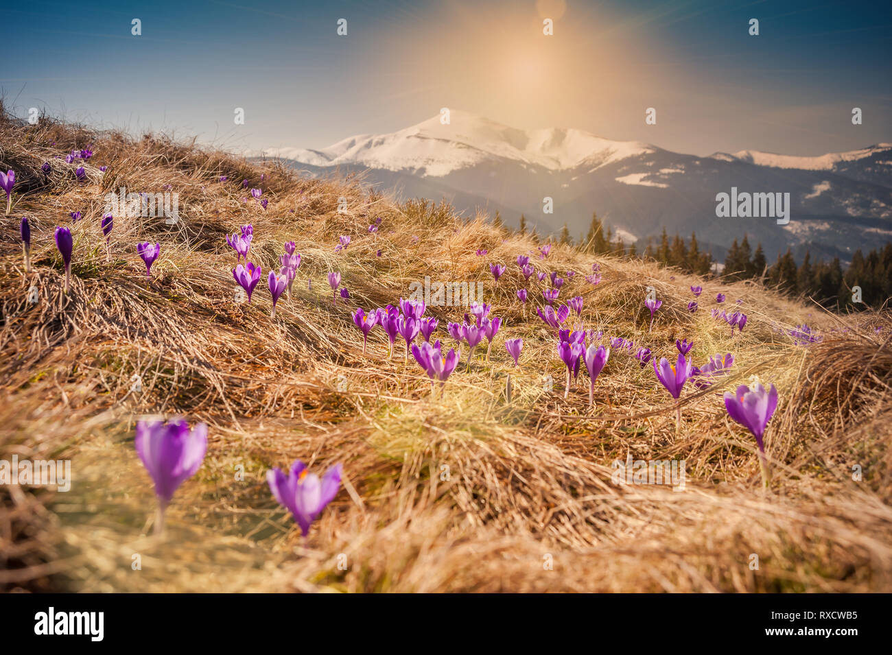 Bien plus mountans et prairie, fleurs de printemps paysage avec crocus fleurs en herbe jaune Banque D'Images