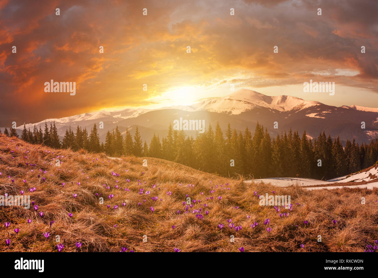 Belle matinée de printemps avec fleurs crocus sur highland meadow, majestueux lever de soleil sur montagne paysage Banque D'Images
