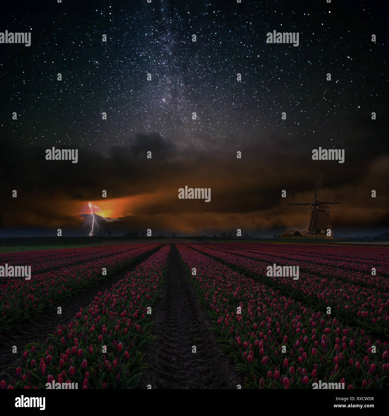 Paysage de nuit avec le champ de tulipes rouges, moulin à vent et la foudre dans le ciel. Étoiles brillantes dans Netherland cieux Banque D'Images