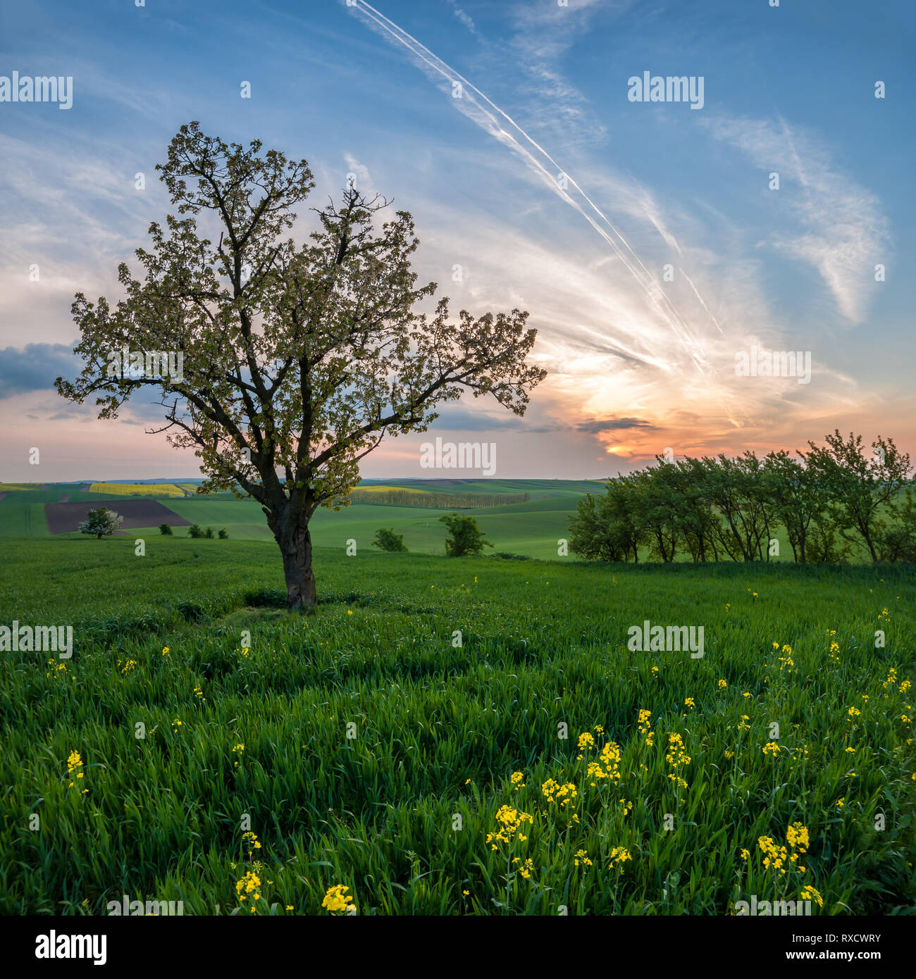 Paysage de printemps avec arbre sur un champ de blé vert, beau coucher du soleil dans le ciel Banque D'Images