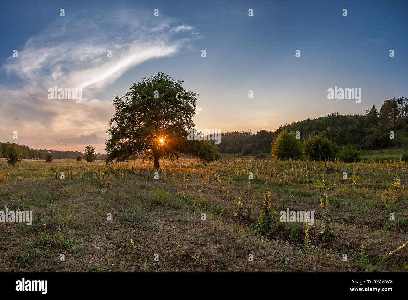Paysage de printemps avec arbre sur un pré, l'herbe verte et de fleurs, beau ciel Banque D'Images